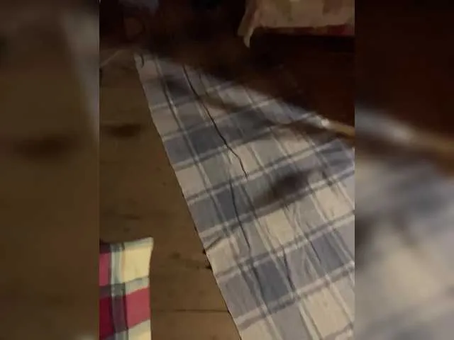 Anita-vega – webcam model profile photo Image 9