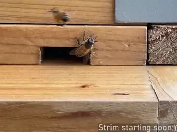 faplex – webcam model profile photo Image 18