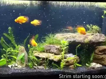 faplex – webcam model profile photo Image 19