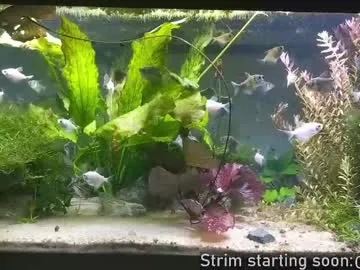 faplex – webcam model profile photo Image 2