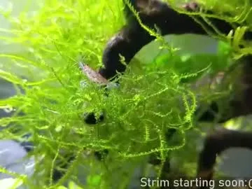 faplex – webcam model profile photo Image 4