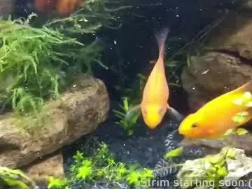 faplex – webcam model profile photo Image 6