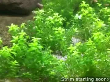 faplex – webcam model profile photo Image 8